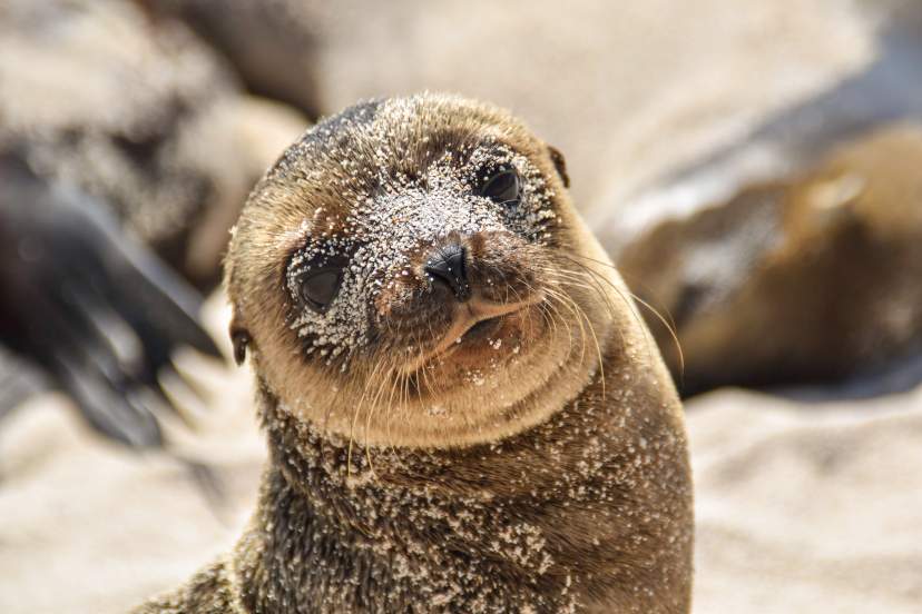 Close-up of a young seal covered in sand, gazing with a curious expression on a sunny beach.