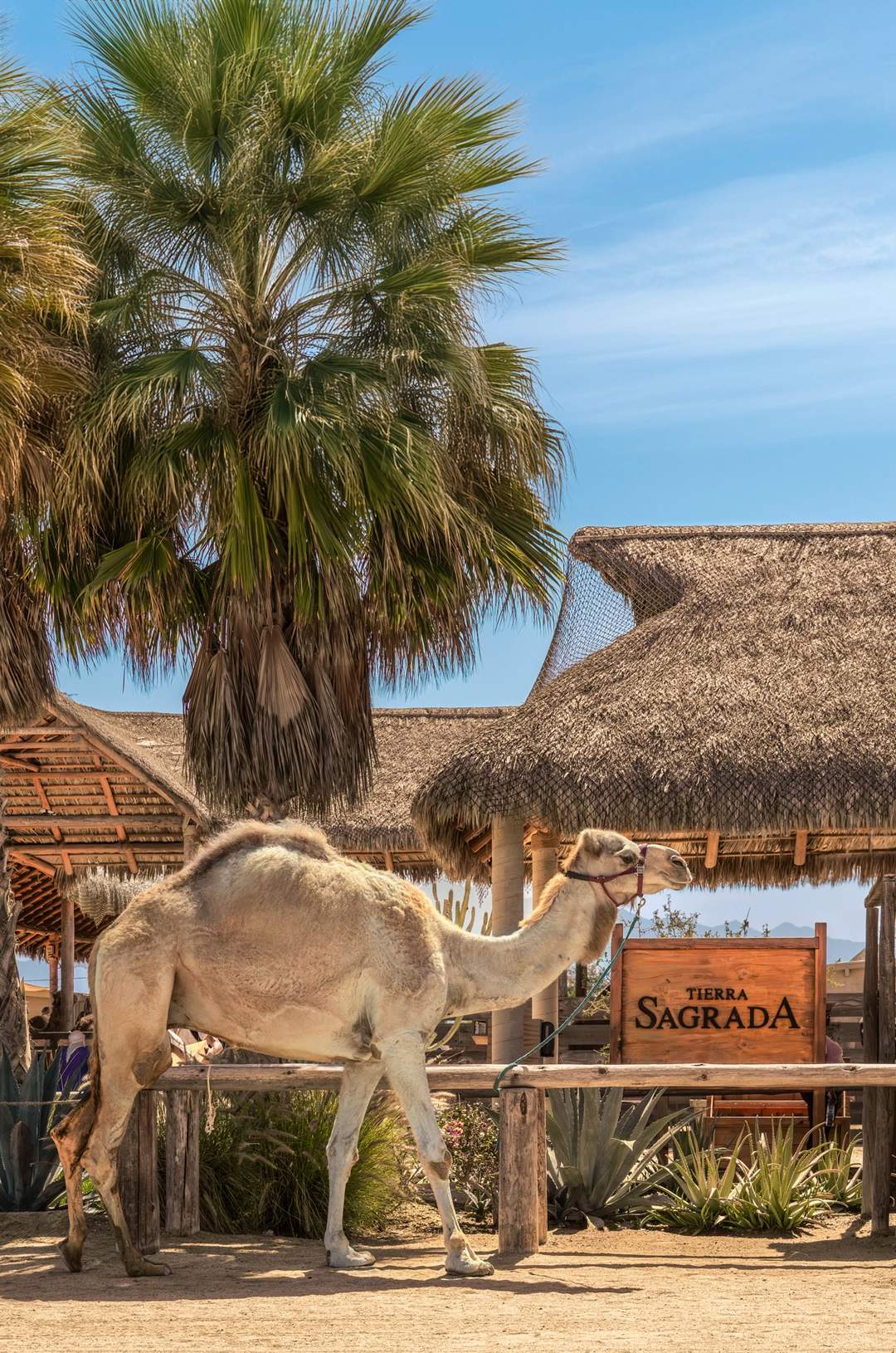 Camel tied next to a "Tierra Sagrada" sign, under a palm tree and clear skies.