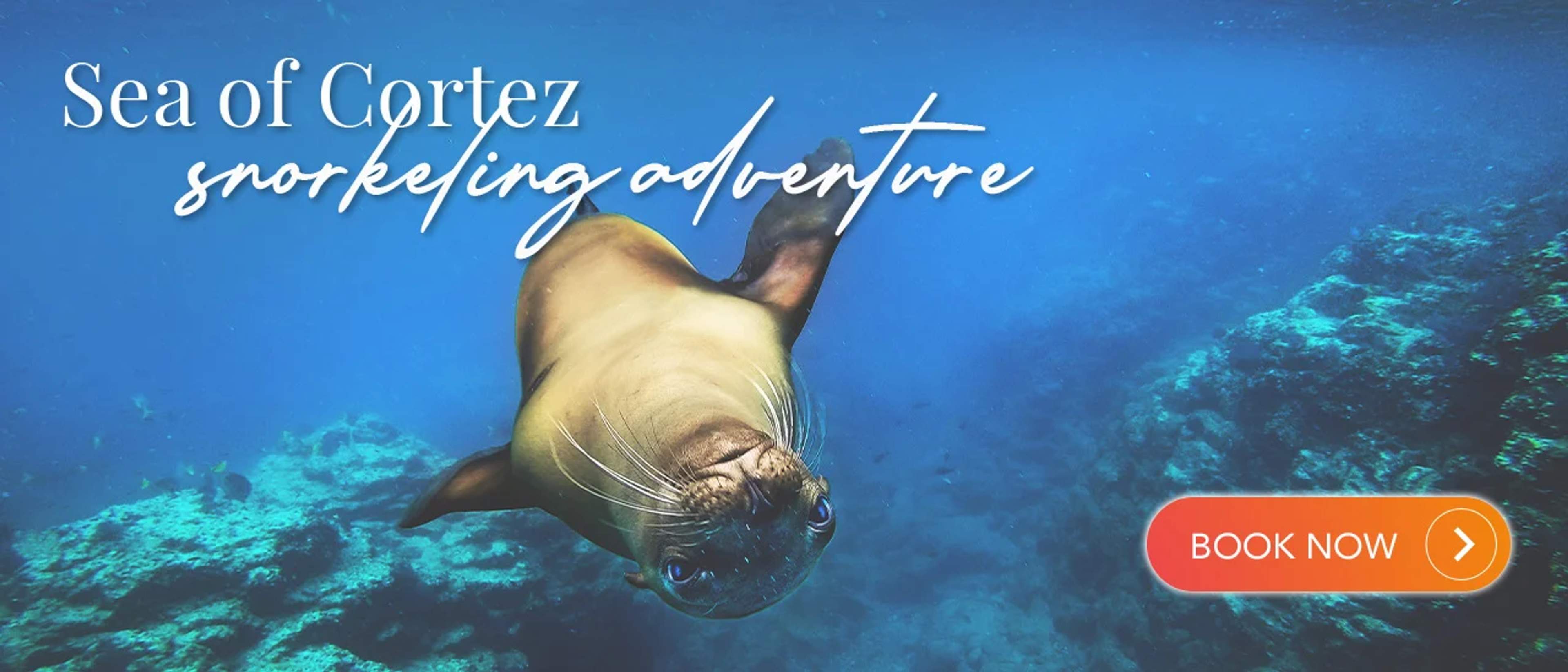 Advertisement for a snorkeling adventure in the Sea of Cortez featuring a sea lion swimming in clear blue waters over a coral reef. Text on the image: "Sea of Cortez snorkeling adventure" and a "BOOK NOW" button in the bottom right corner.