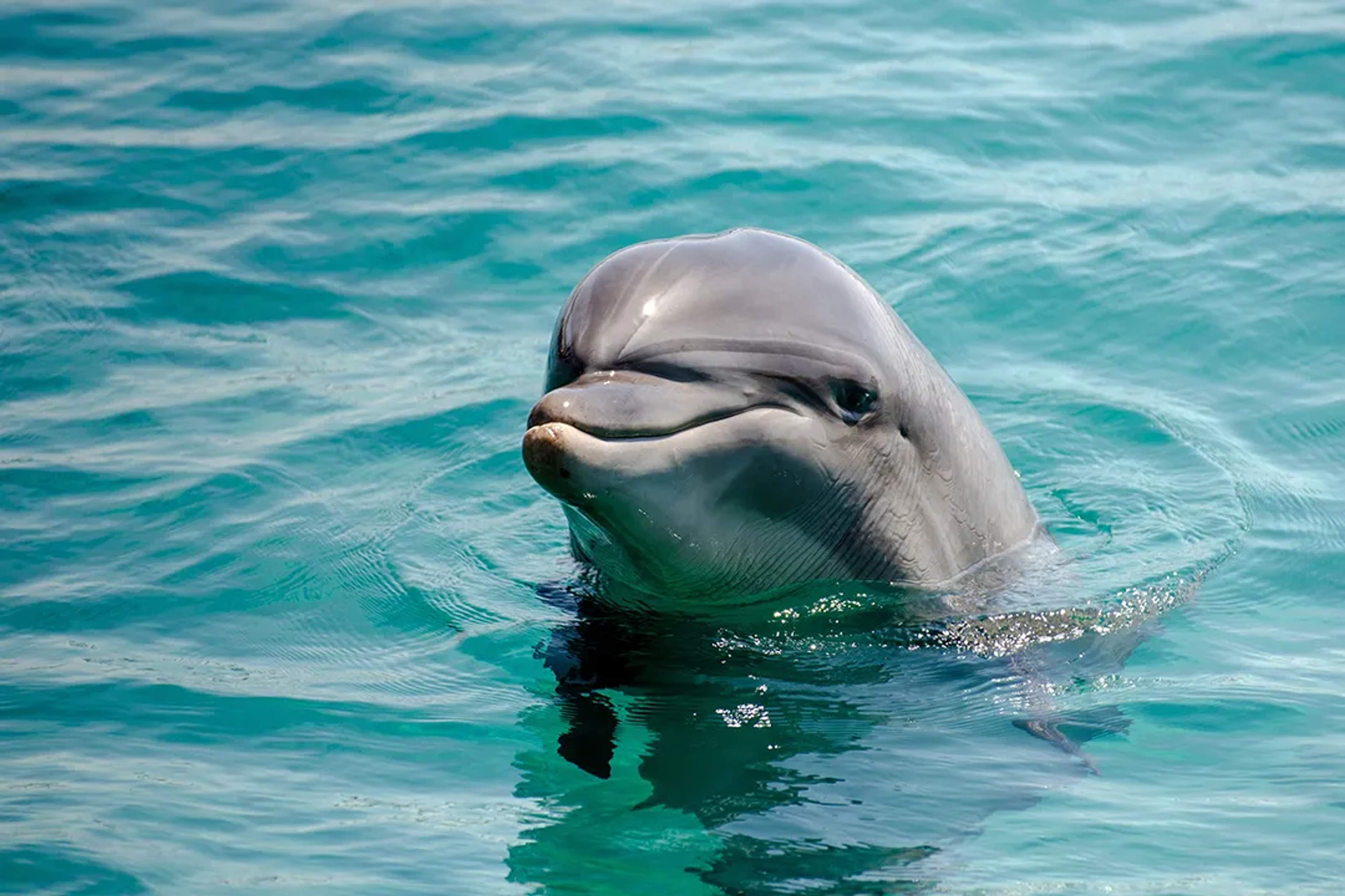 Close-up of a friendly dolphin swimming in the clear waters of Cabo.
