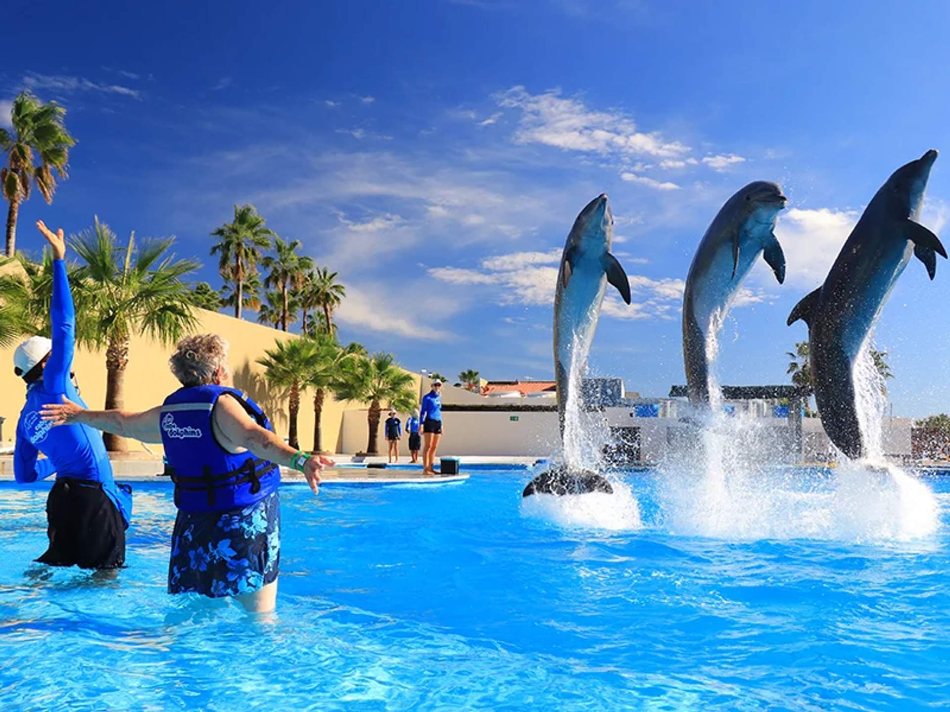 A group of dolphins performs high jumps out of the water in a pool, with a bright blue sky and palm trees in the background. In the foreground, two people in blue life vests and swim attire, one of whom is elderly, raise their arms in excitement while watching the dolphins.
