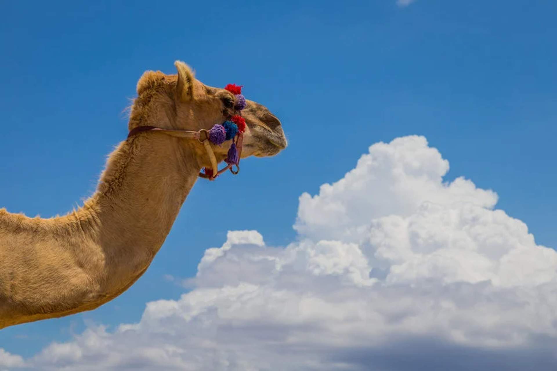 A camel adorned with colorful pom-pom decorations on its harness stands against a backdrop of a bright blue sky and fluffy white clouds. The camel is captured in profile, highlighting its serene expression and the vibrant contrast of its adornments with the sky.
