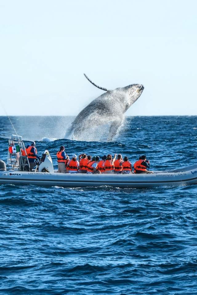 Whale watching tour in Cabo, with a breaching whale close to the boat.