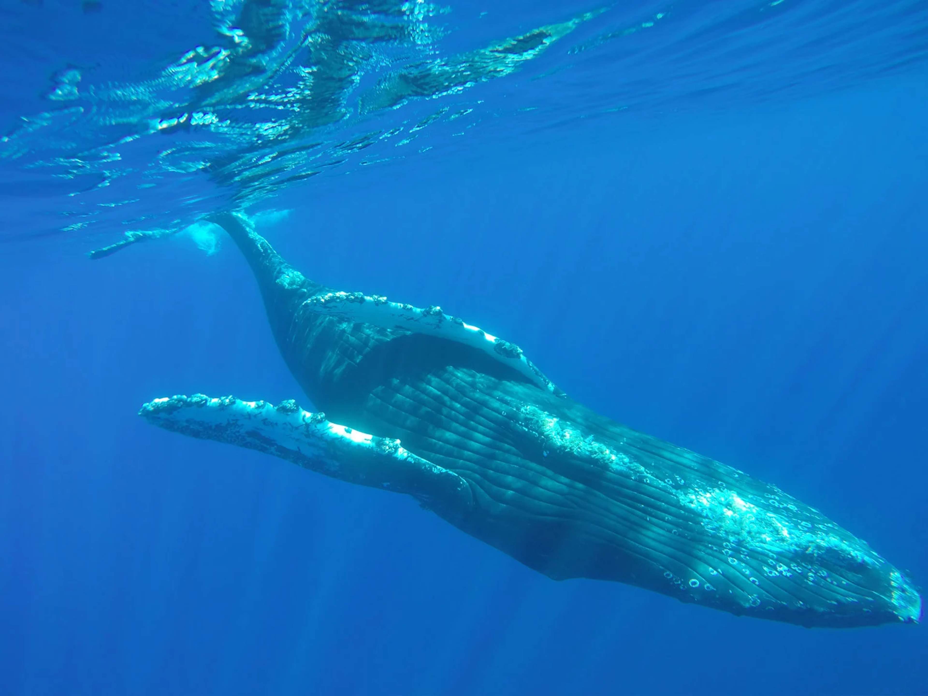 Whale swimming in deep, clear waters with its body partially illuminated by sunlight filtering from the surface. Details of its fins and the texture of its skin are visible.