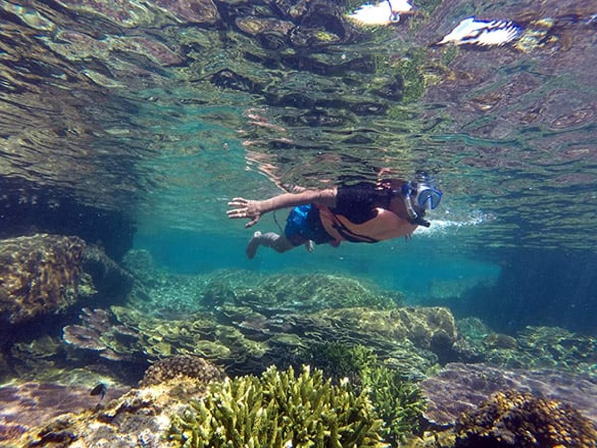 Snorkeler exploring the vibrant coral reefs and clear waters of Cabo Pulmo, surrounded by marine life and underwater beauty.