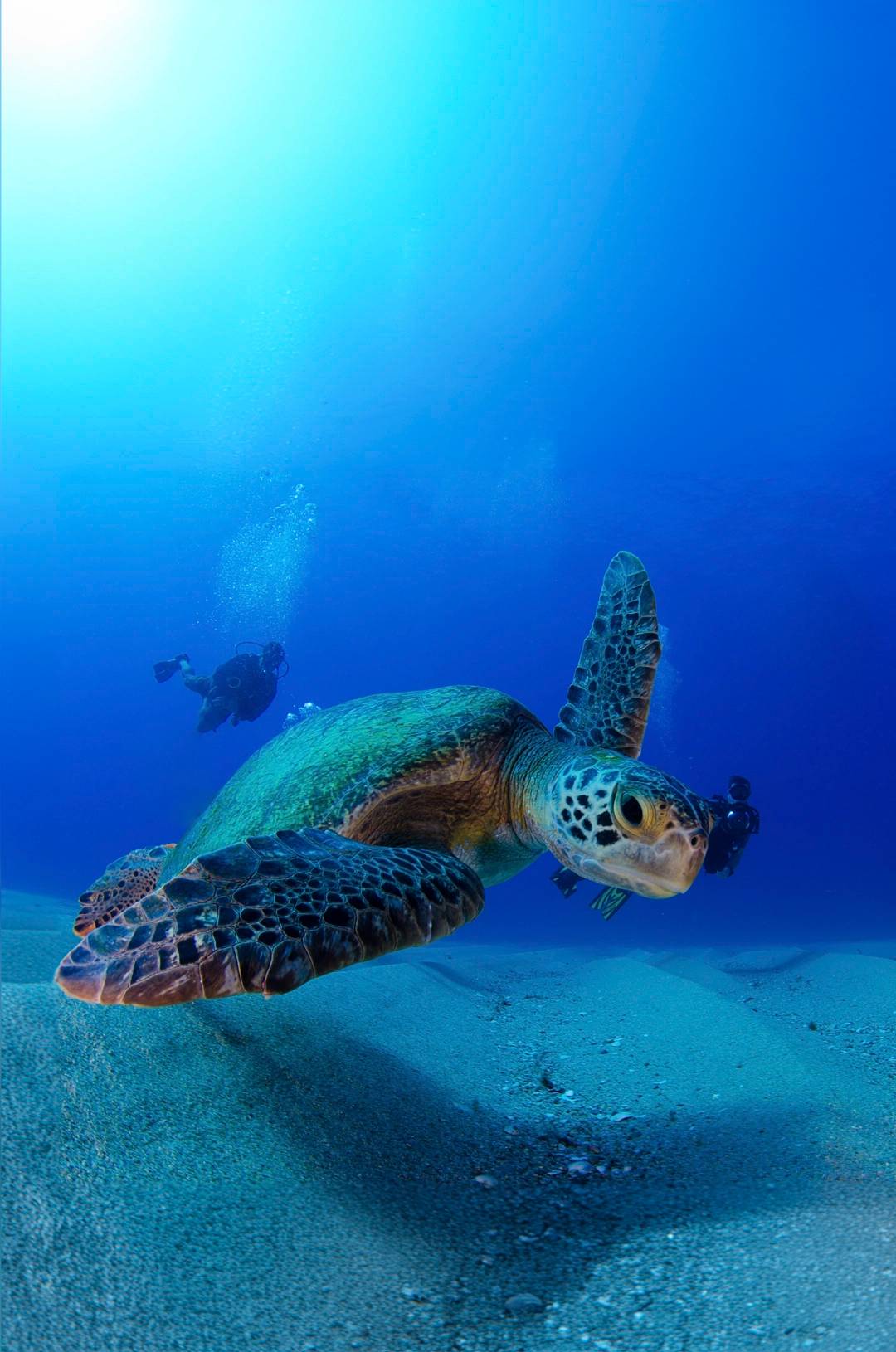 Scuba diving with a sea turtle in Cabo Pulmo's crystal clear waters.