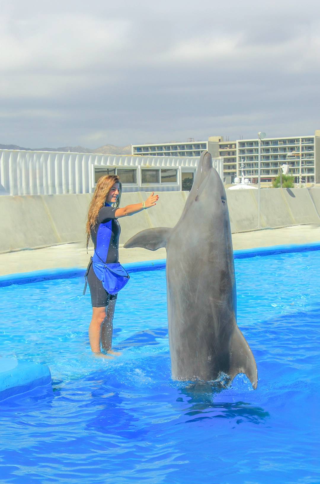 Dolphin training session in Cabo with a trainer and a standing dolphin.