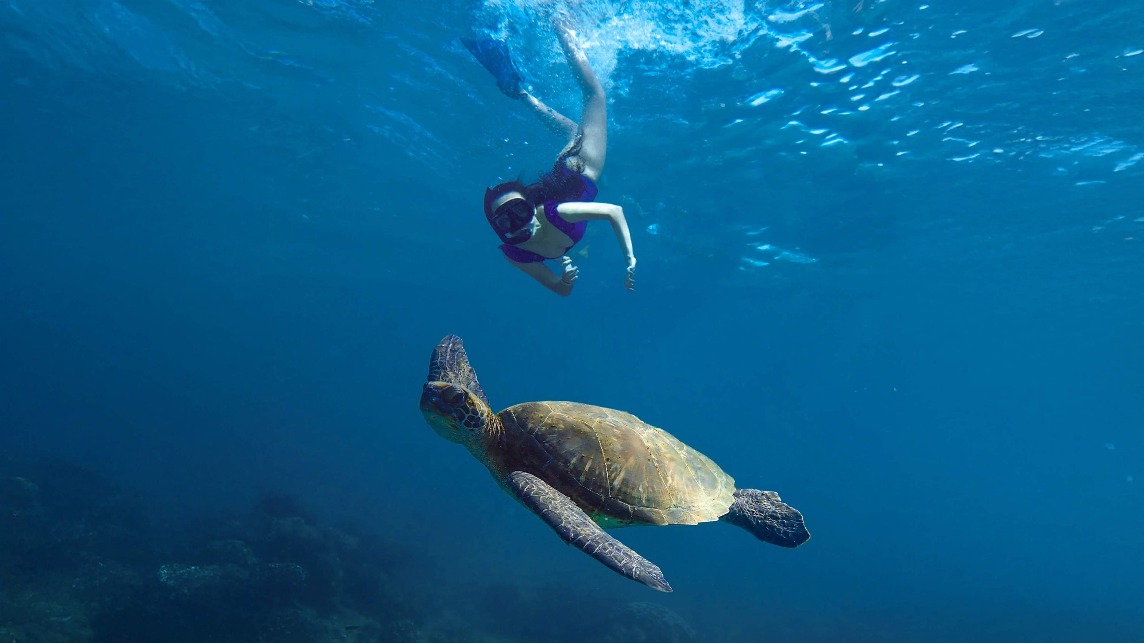 A snorkeler enjoys a close encounter with a sea turtle, exploring the deep blue waters together.