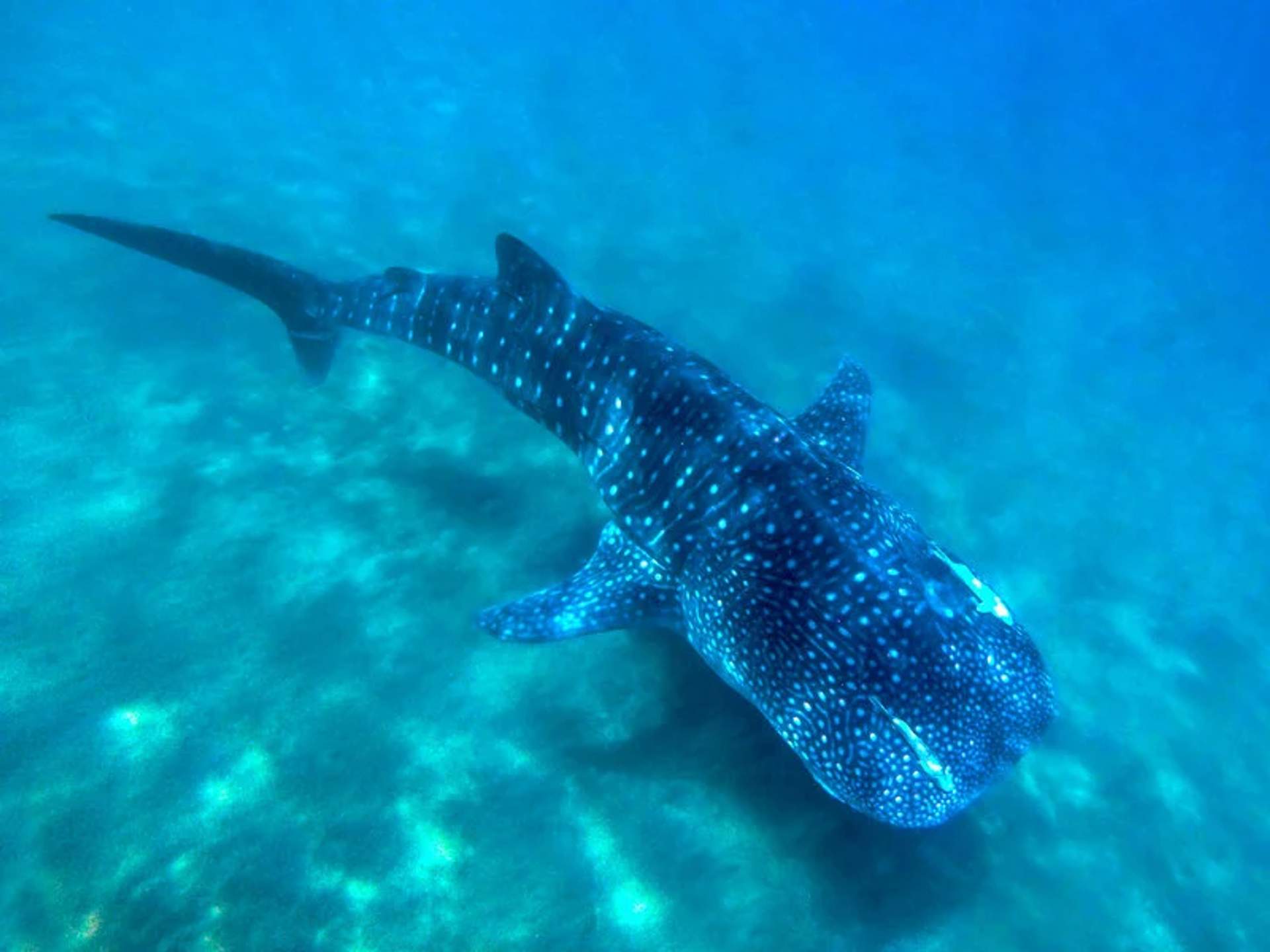 A whale shark swimming in clear blue water, showing its distinctive white spotted pattern on its dark body.