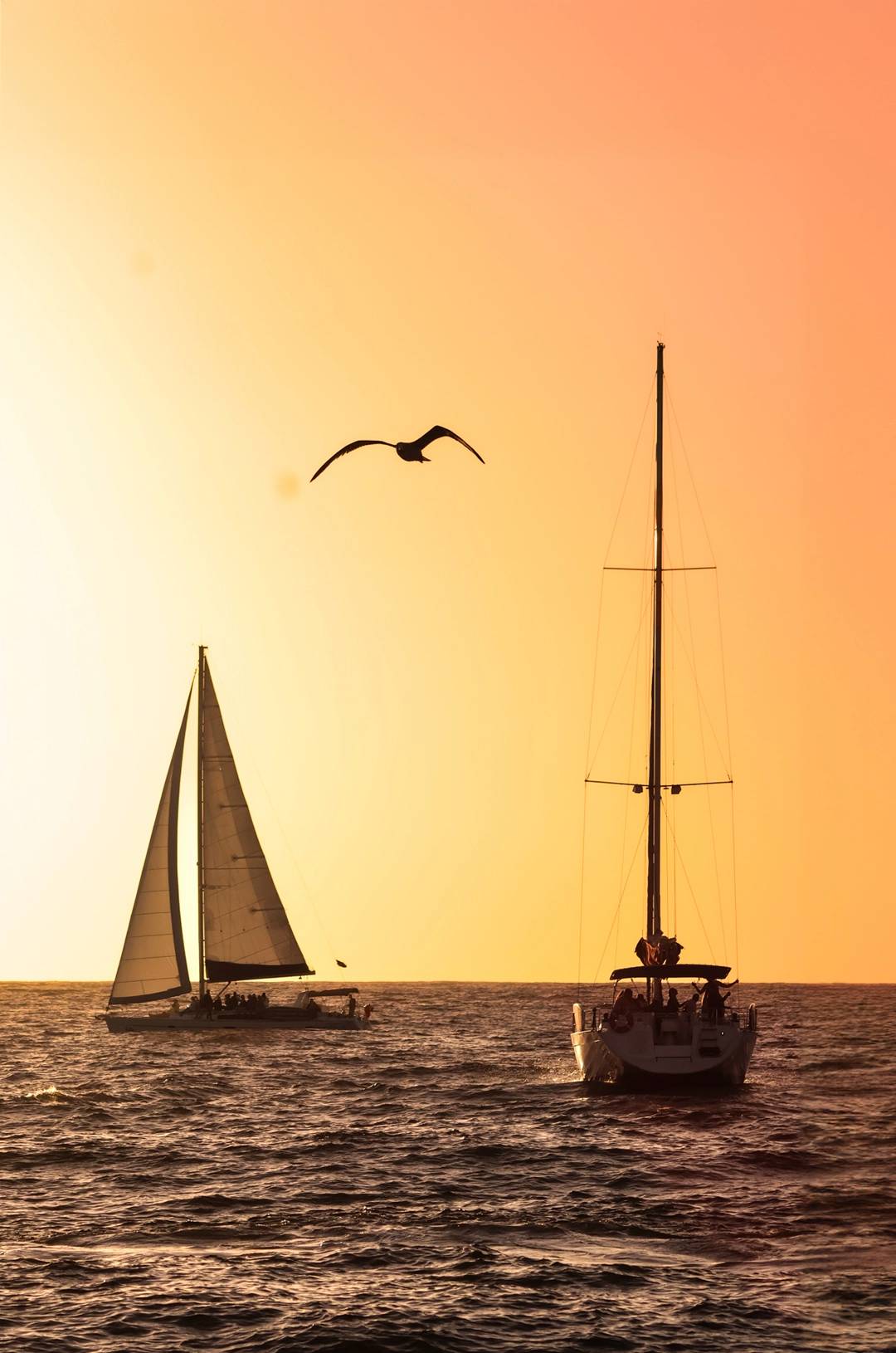 Two sailboats at sunset on the ocean, with a bird flying above in the golden sky.