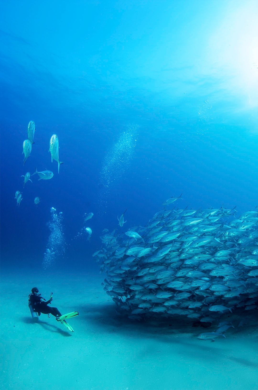 A scuba diver photographing a large school of fish underwater, surrounded by clear blue water.