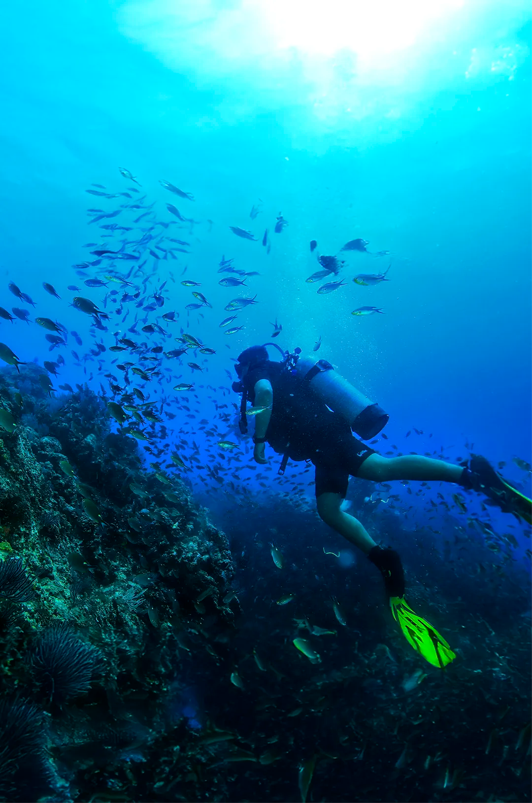 A scuba diver swims near a coral wall, surrounded by a school of small fish in the blue ocean, with sunlight filtering down.