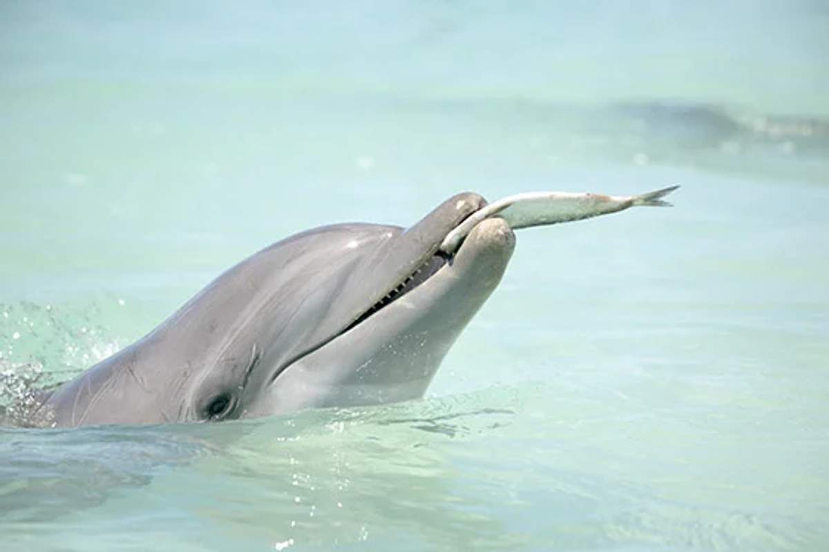 A dolphin swimming in clear water with a fish in its mouth, showcasing its hunting skills.