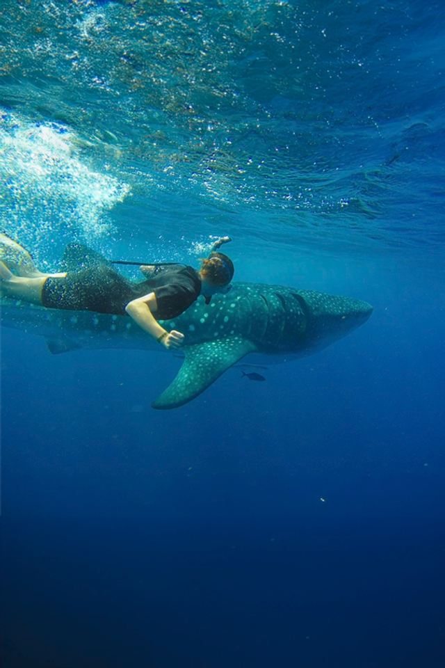 A snorkeler swimming alongside a whale shark in Cabo's clear blue waters.