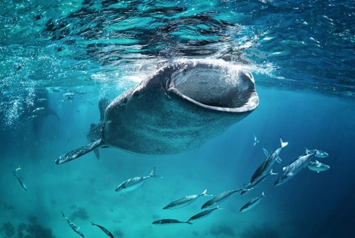 A whale shark opens its massive mouth to filter feed, surrounded by a school of fish in the crystal clear waters of Cabo.