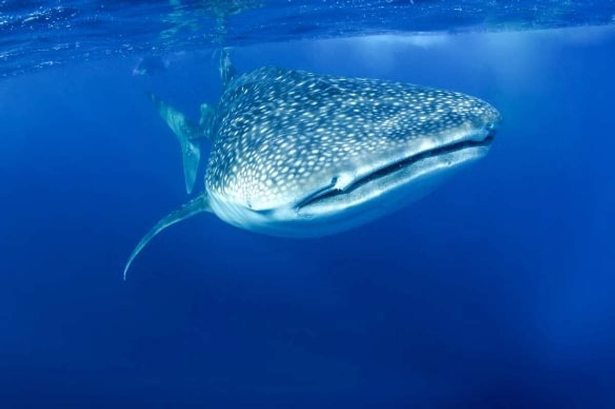 A close-up underwater photo of a whale shark's head and part of its body. The shark's wide mouth is slightly open, revealing its gills. The shark's distinctive white spots are visible against its dark gray skin.