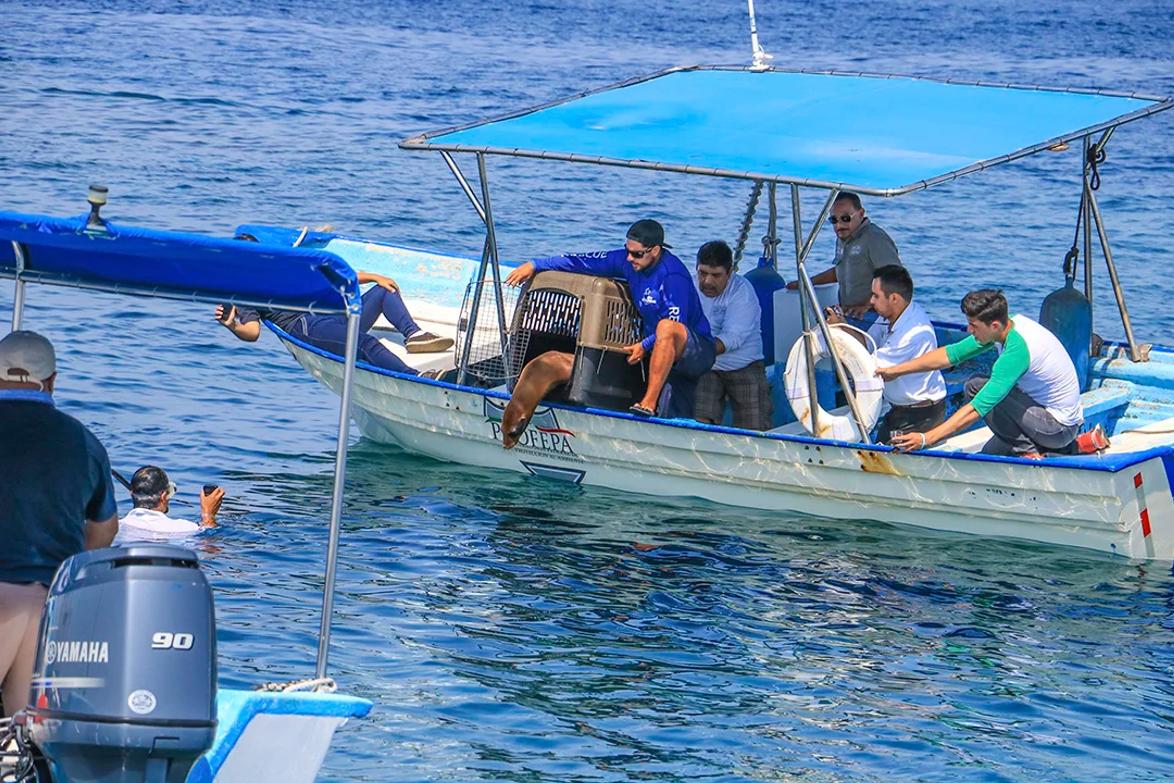 A team on a boat carefully releases a sea lion from a carrier into the water as part of a conservation effort.