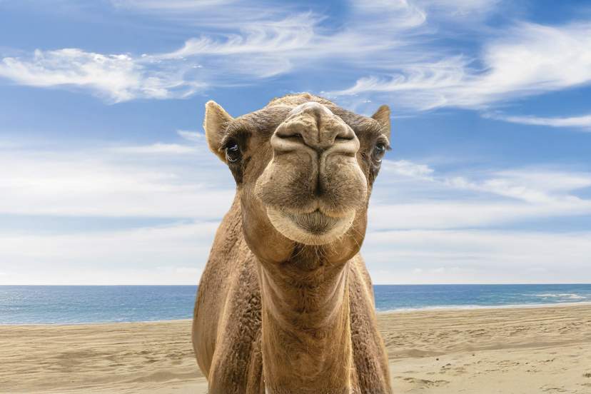 Adult camel and its baby sharing a tender moment together.