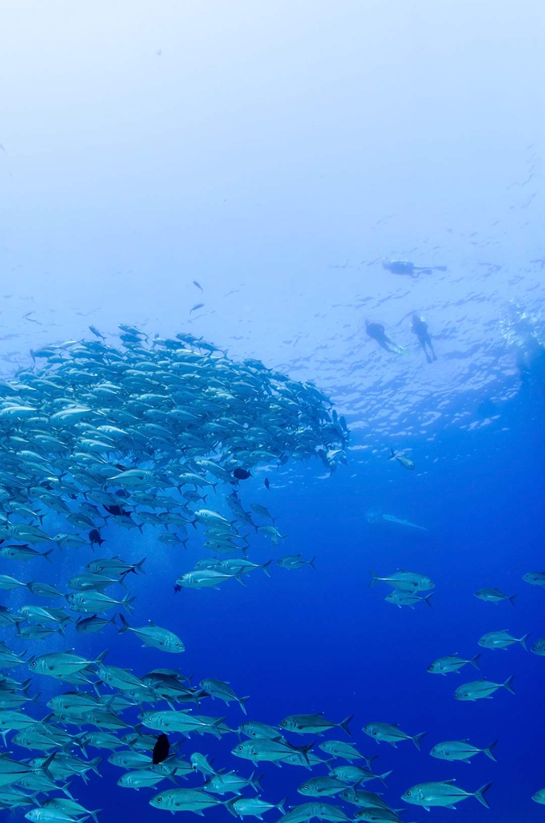 A large school of fish swims in the deep blue ocean, with a few divers visible in the background.
