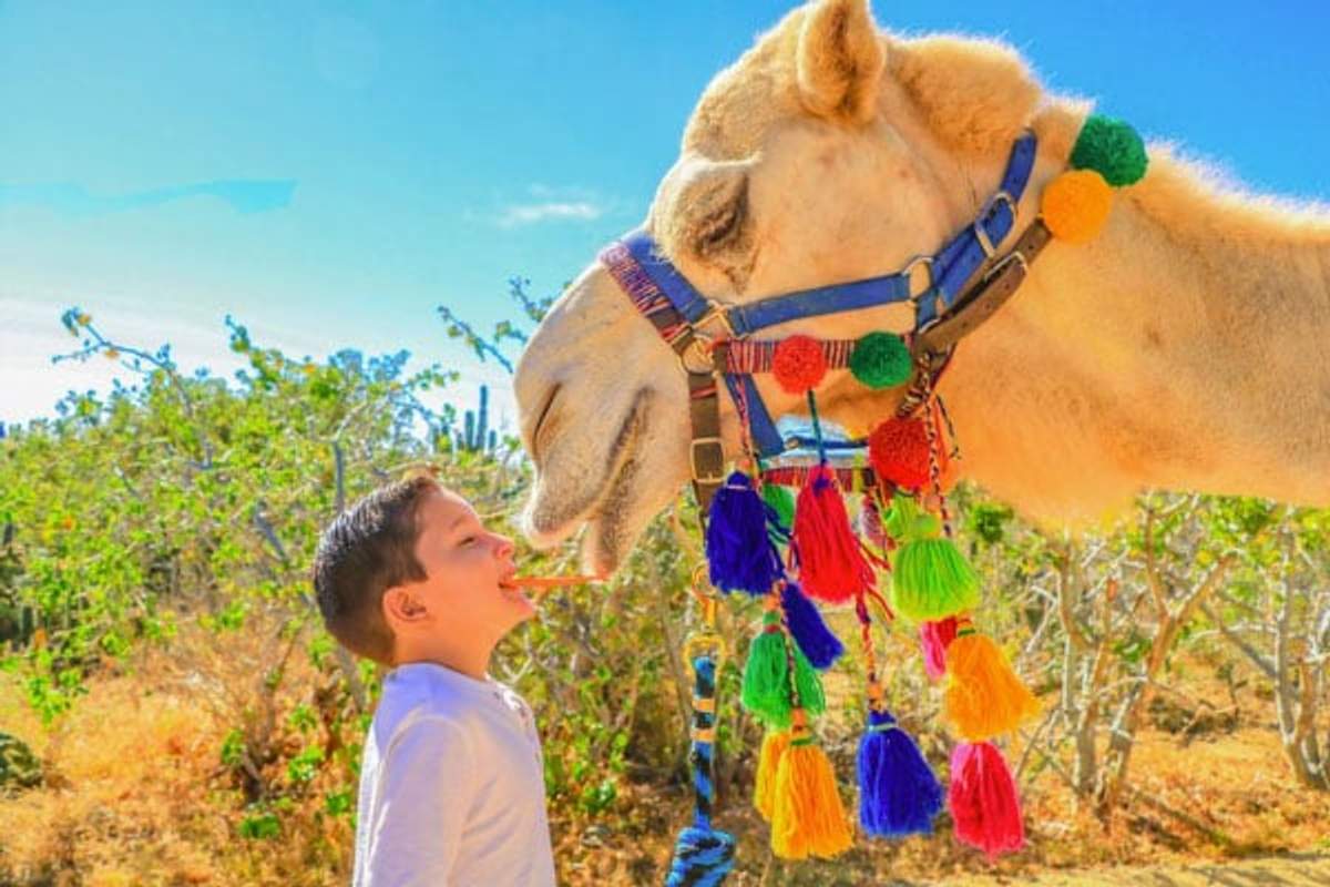 A young boy is feeding a camel with colorful decorations on its harness in a sunny, outdoor setting. The boy and the camel are touching noses, creating a playful and intimate moment. The background shows greenery and a clear blue sky.