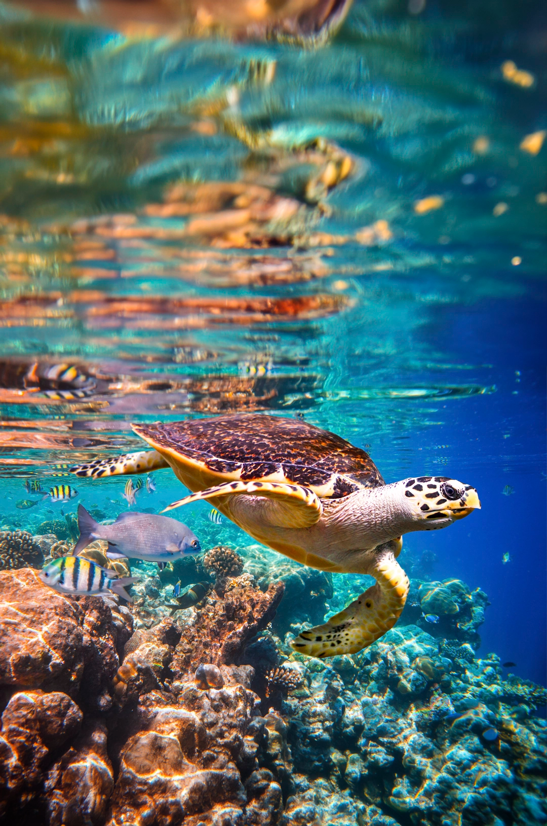 A sea turtle swims near a coral reef with colorful fish surrounding it in clear blue water.