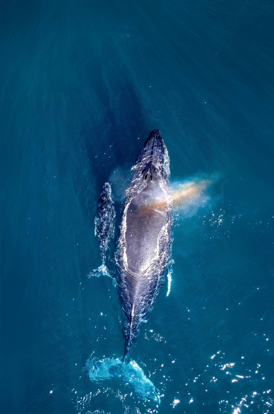 Aerial view of a mother whale and her calf swimming together, creating a rainbow mist as they surface.