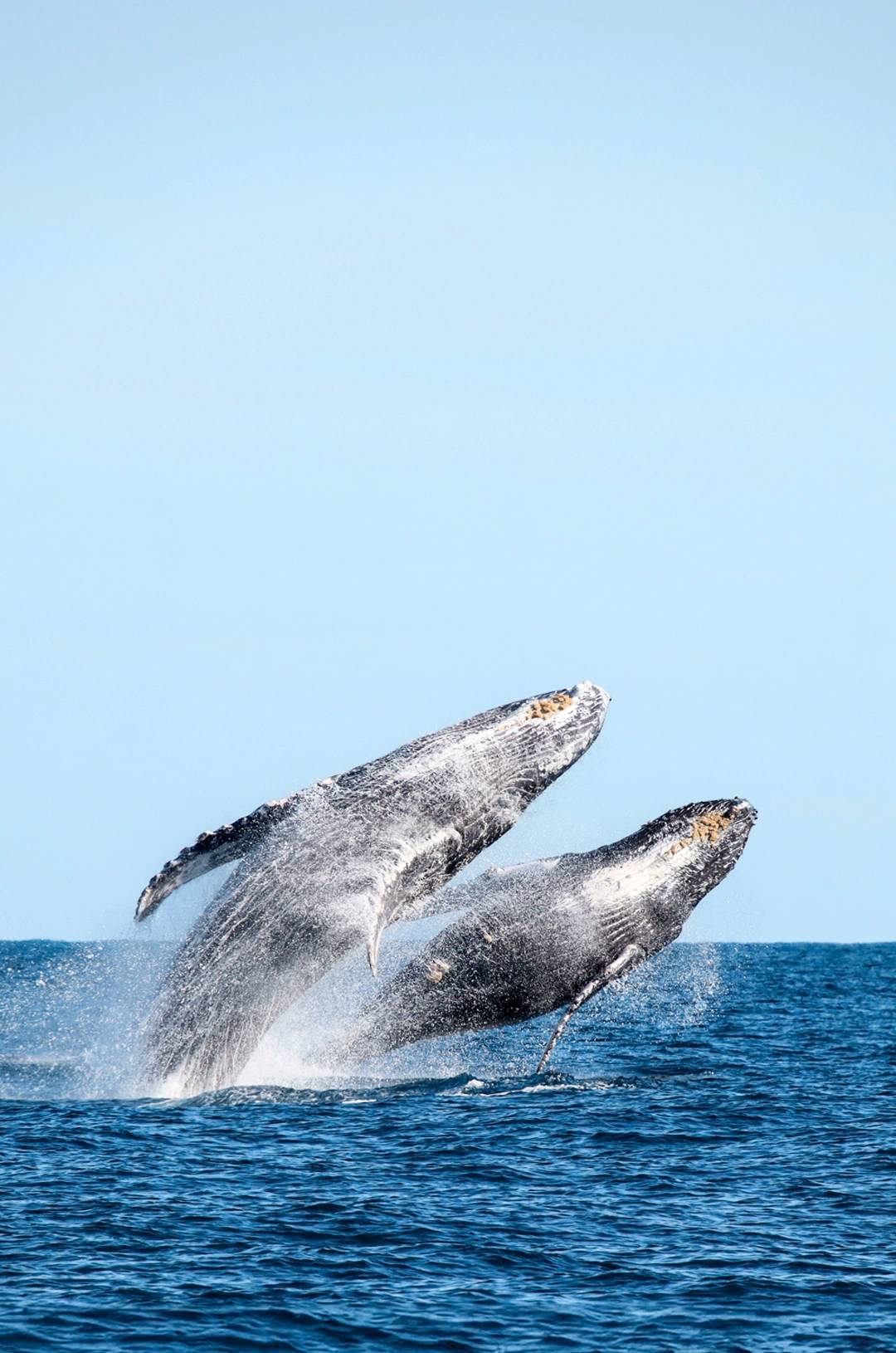 Two whales breaching simultaneously during a whale watching tour in Cabo.