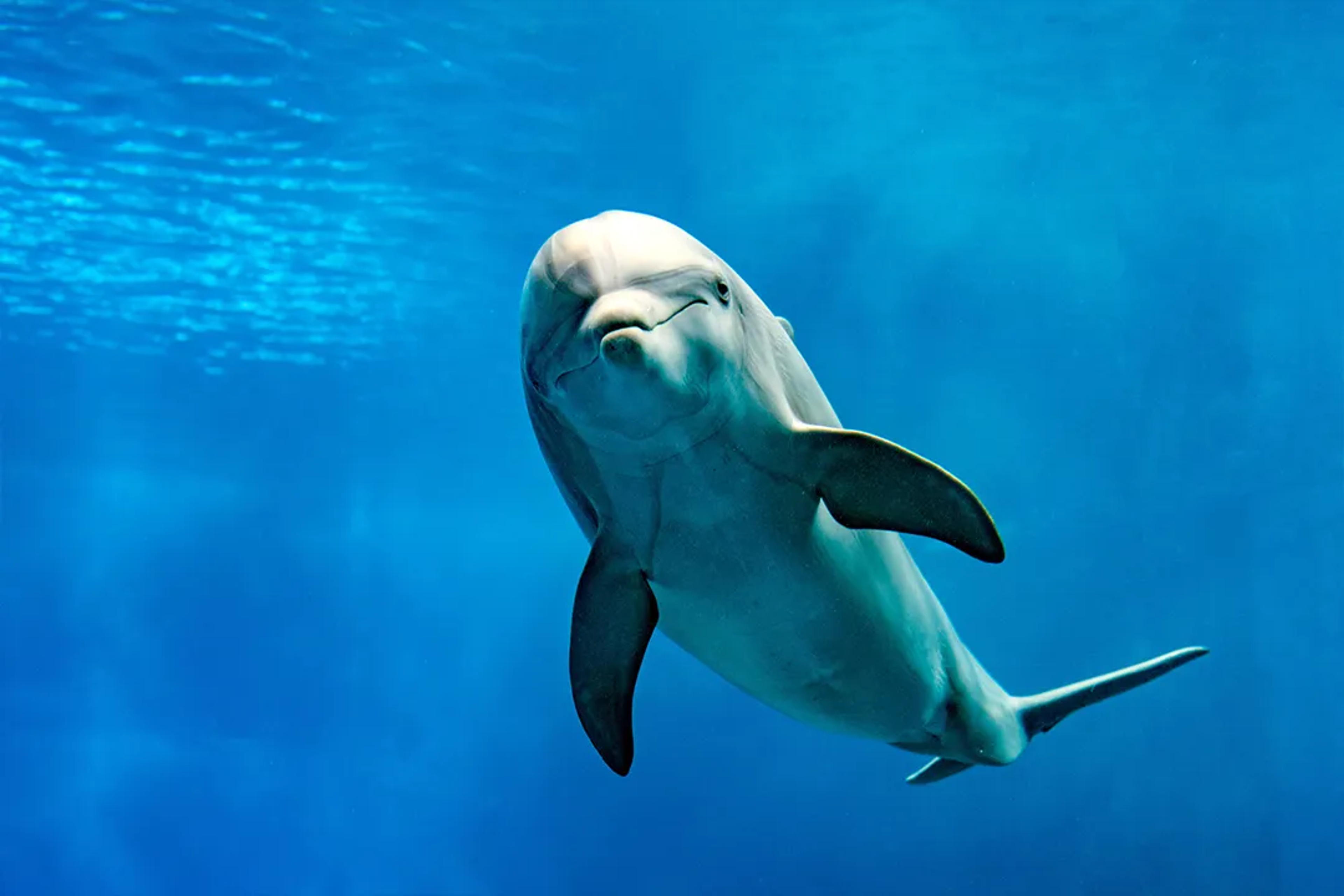 Interesting Facts About Dolphins
