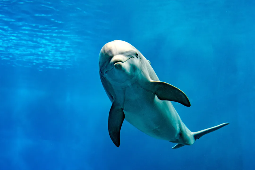 Interesting Facts About Dolphins