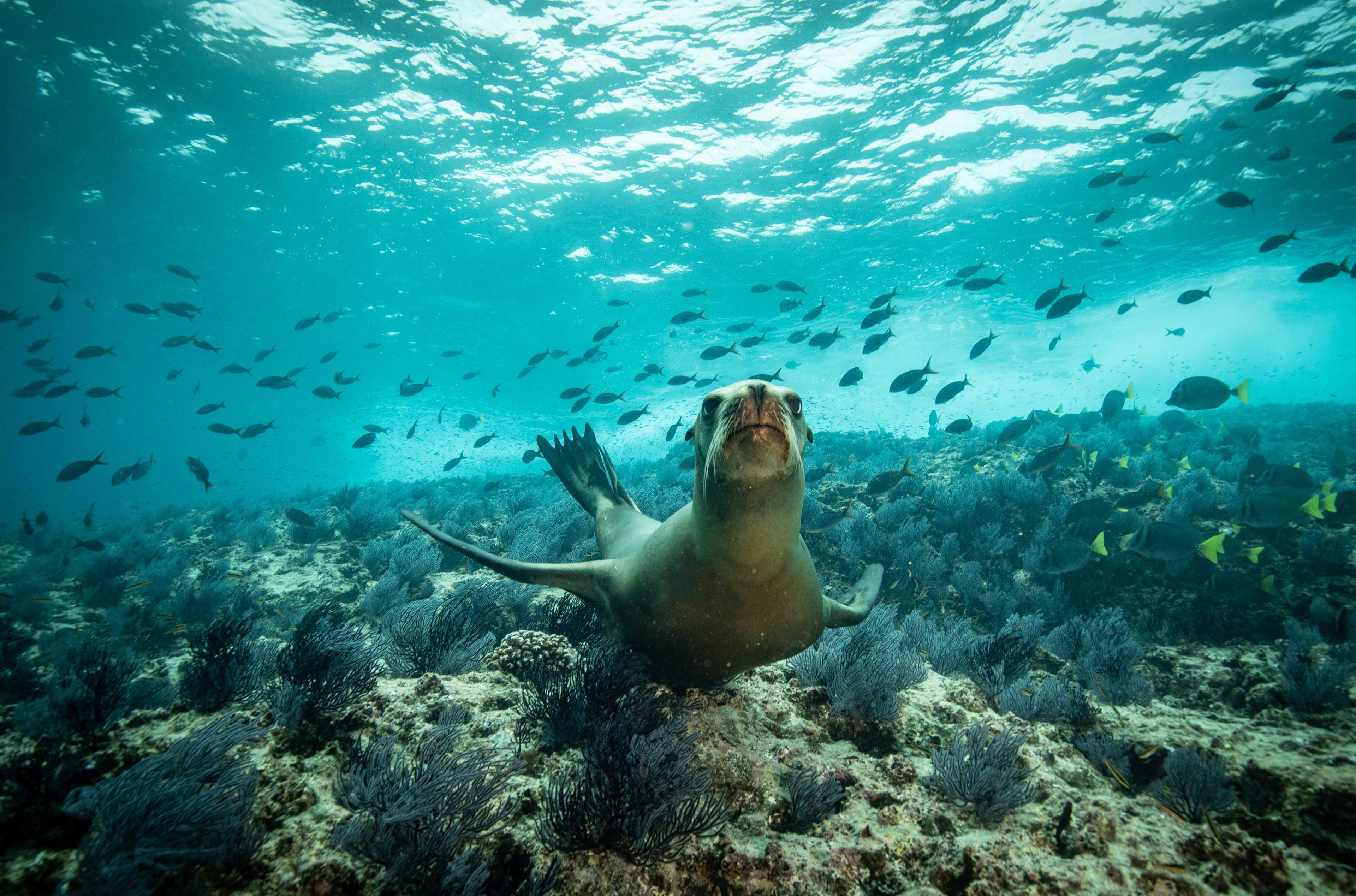 Cute sea lion swiming with fishes