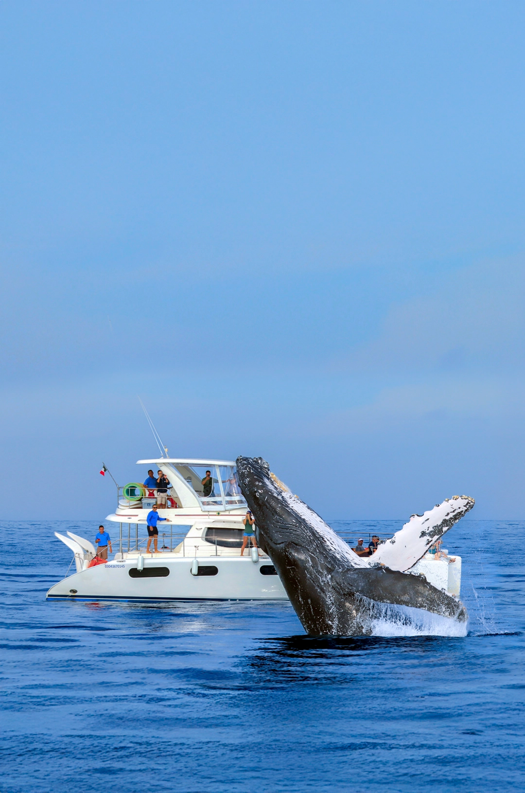 A humpback whale breaching next to a luxury boat with excited spectators observing the majestic creature.