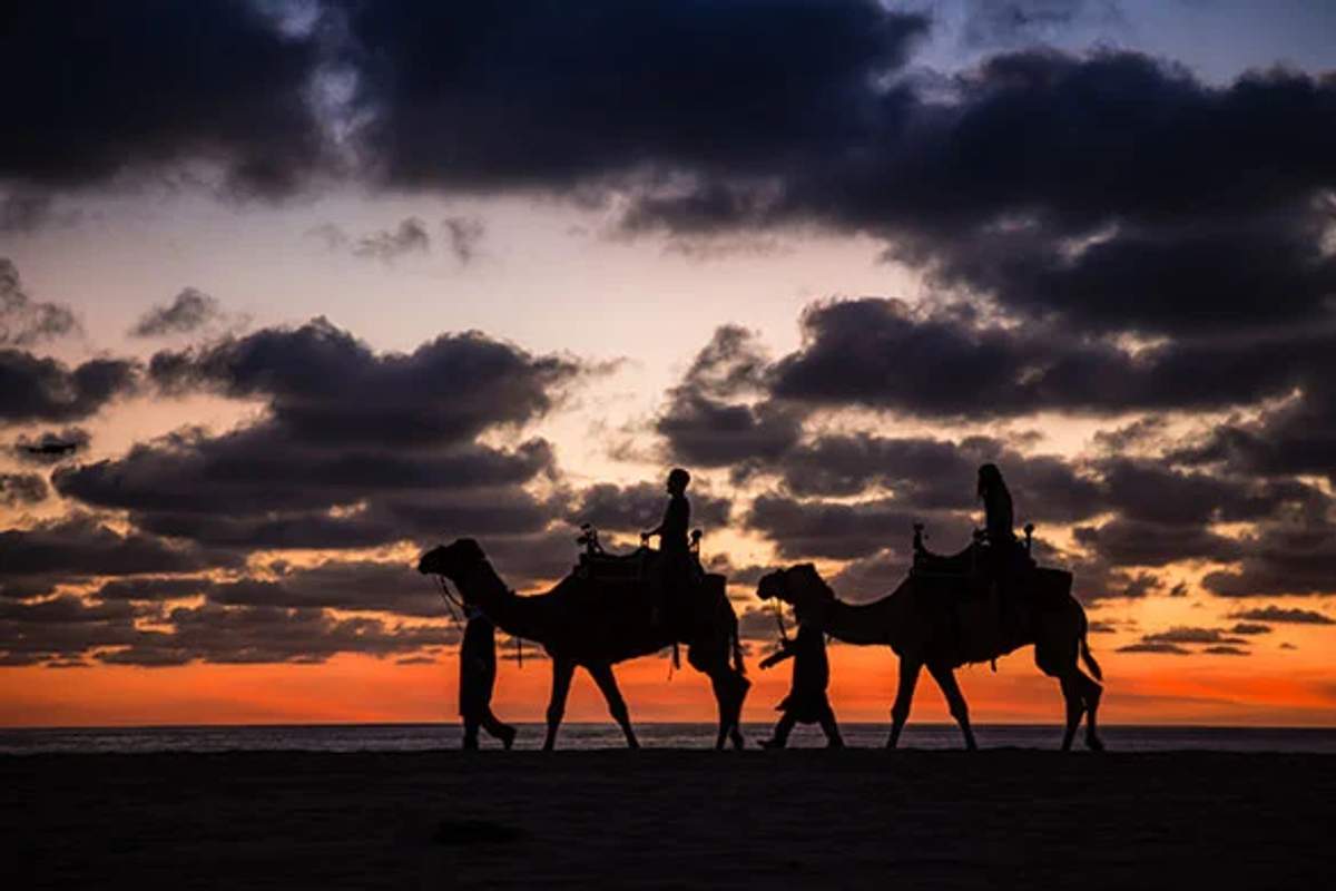 Camel radi under the sunset