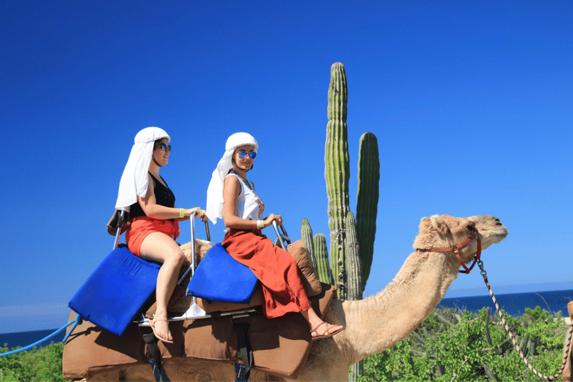 Two women riding a camel with a backdrop of a clear blue sky, tall cacti, and the ocean in Cabo San Lucas, dressed in traditional headscarves for sun protection.