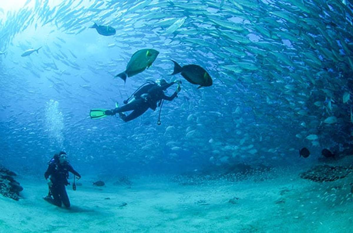 Two scuba divers exploring an underwater world filled with a large school of fish in Cabo Pulmo.