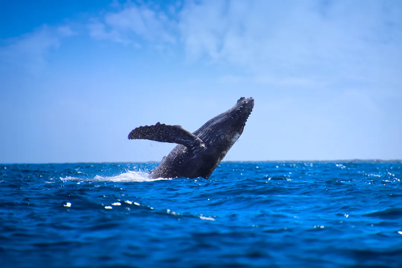 What Is There To Do In Cabo San Lucas In December?