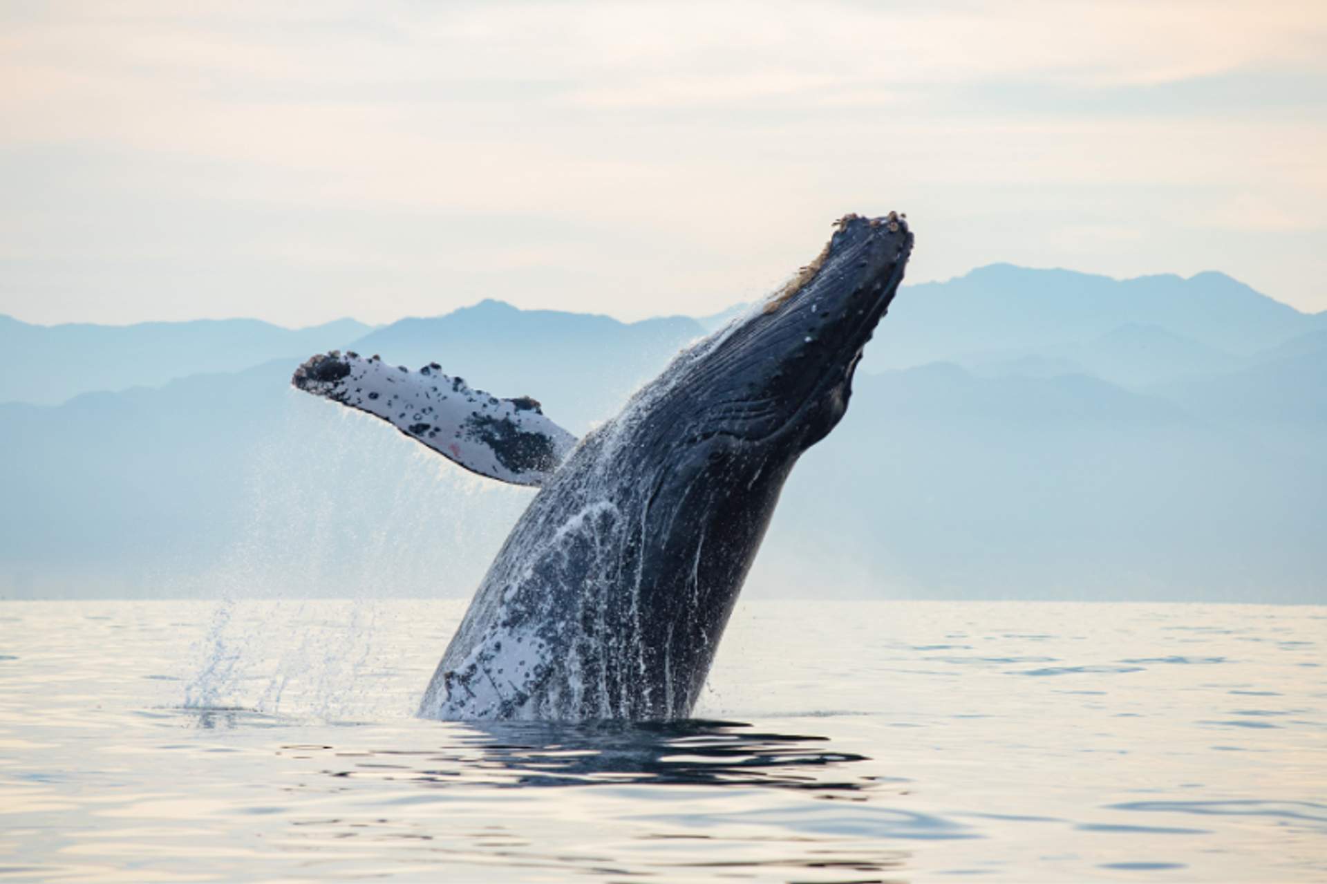 Big whale jumping under the sunset