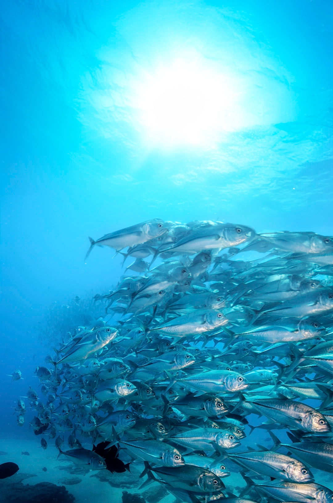 A large school of fish swims in the ocean with sunlight filtering down from the surface.