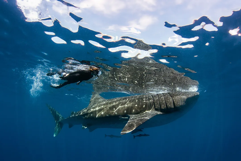 Traveler swimming with a whale shark in Cabo.