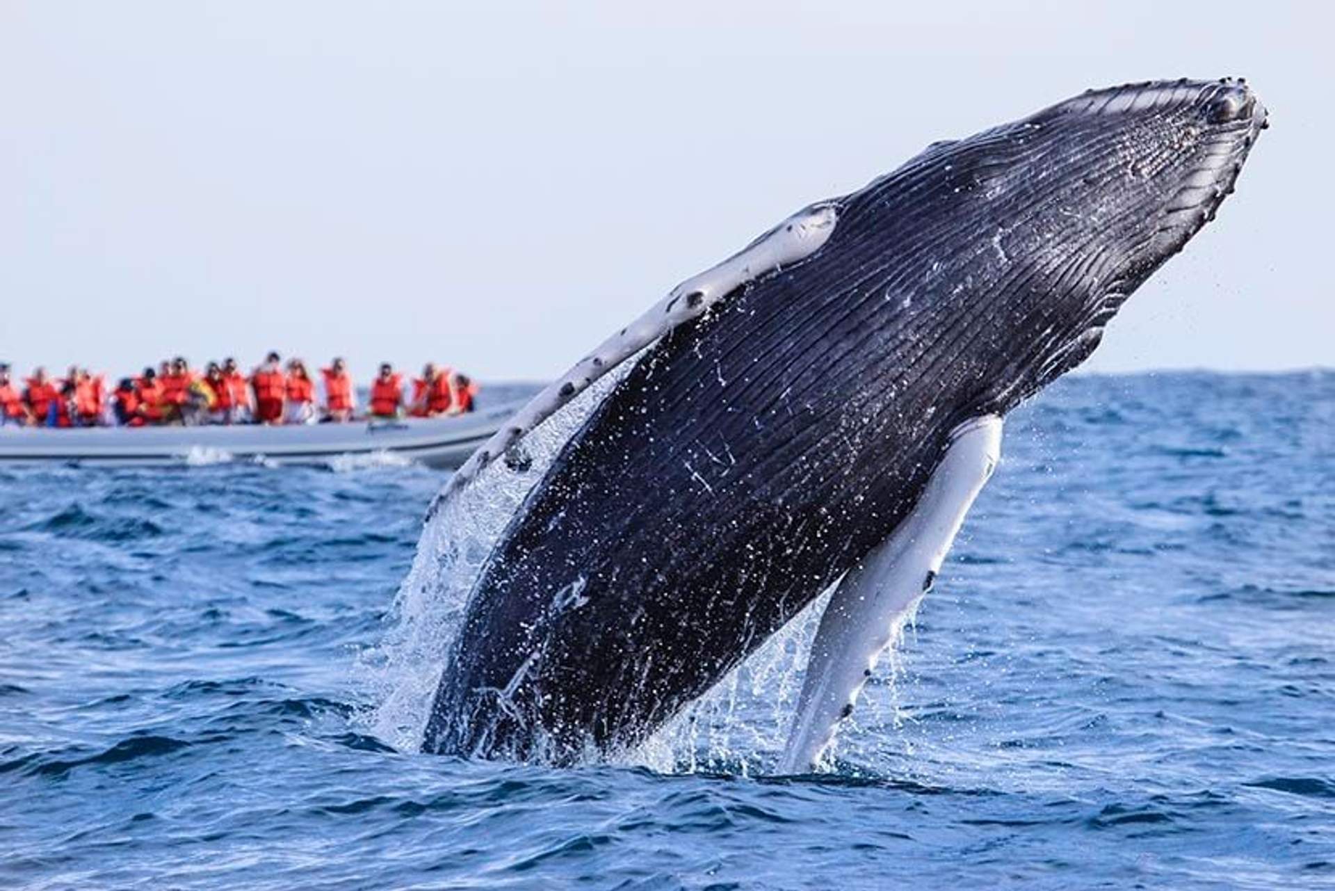 A humpback whale breaches in Cabo San Lucas as tourists on a speedboat watch.