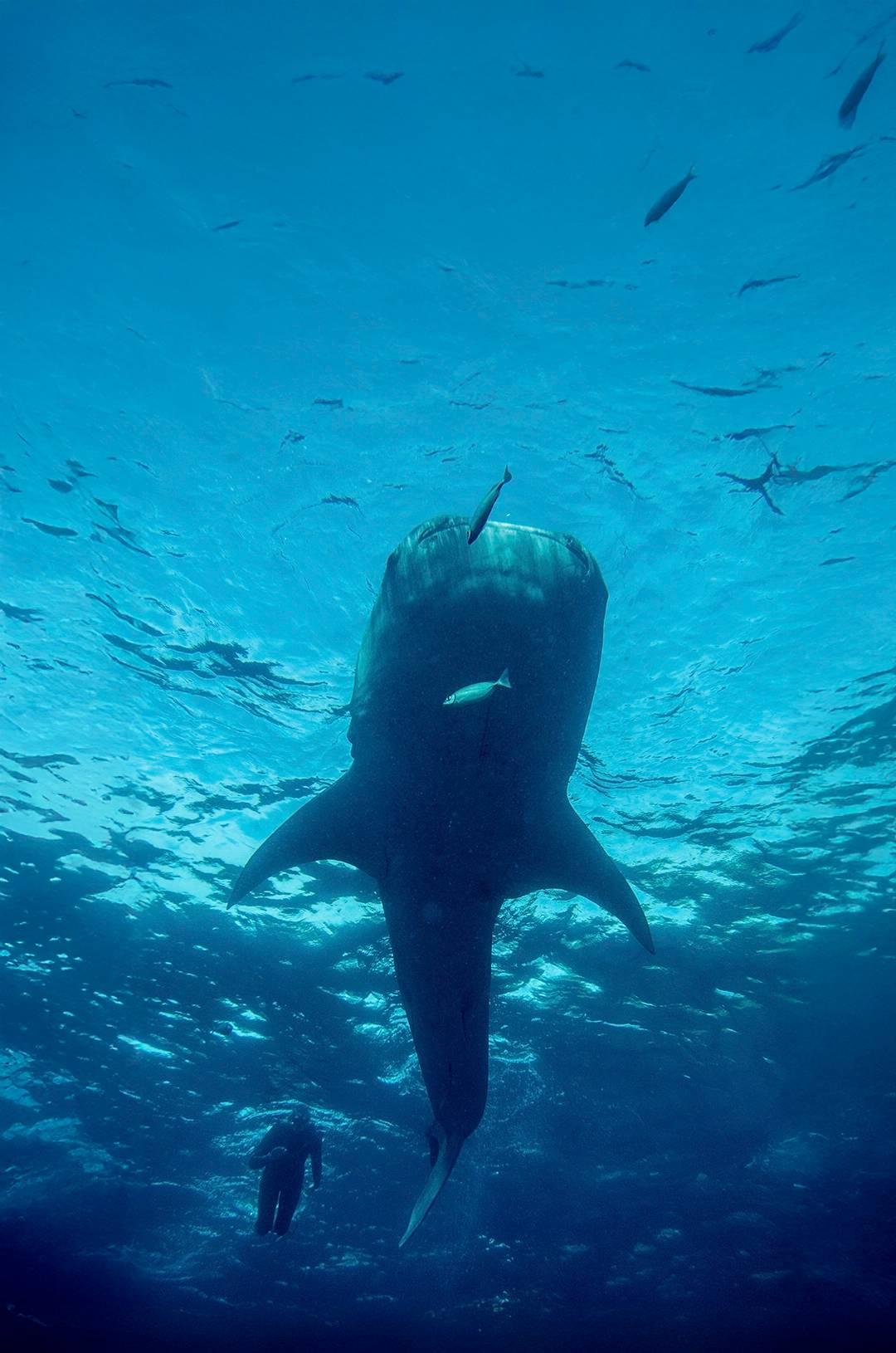 A massive whale shark swims gracefully underwater, with a snorkeler nearby for scale.