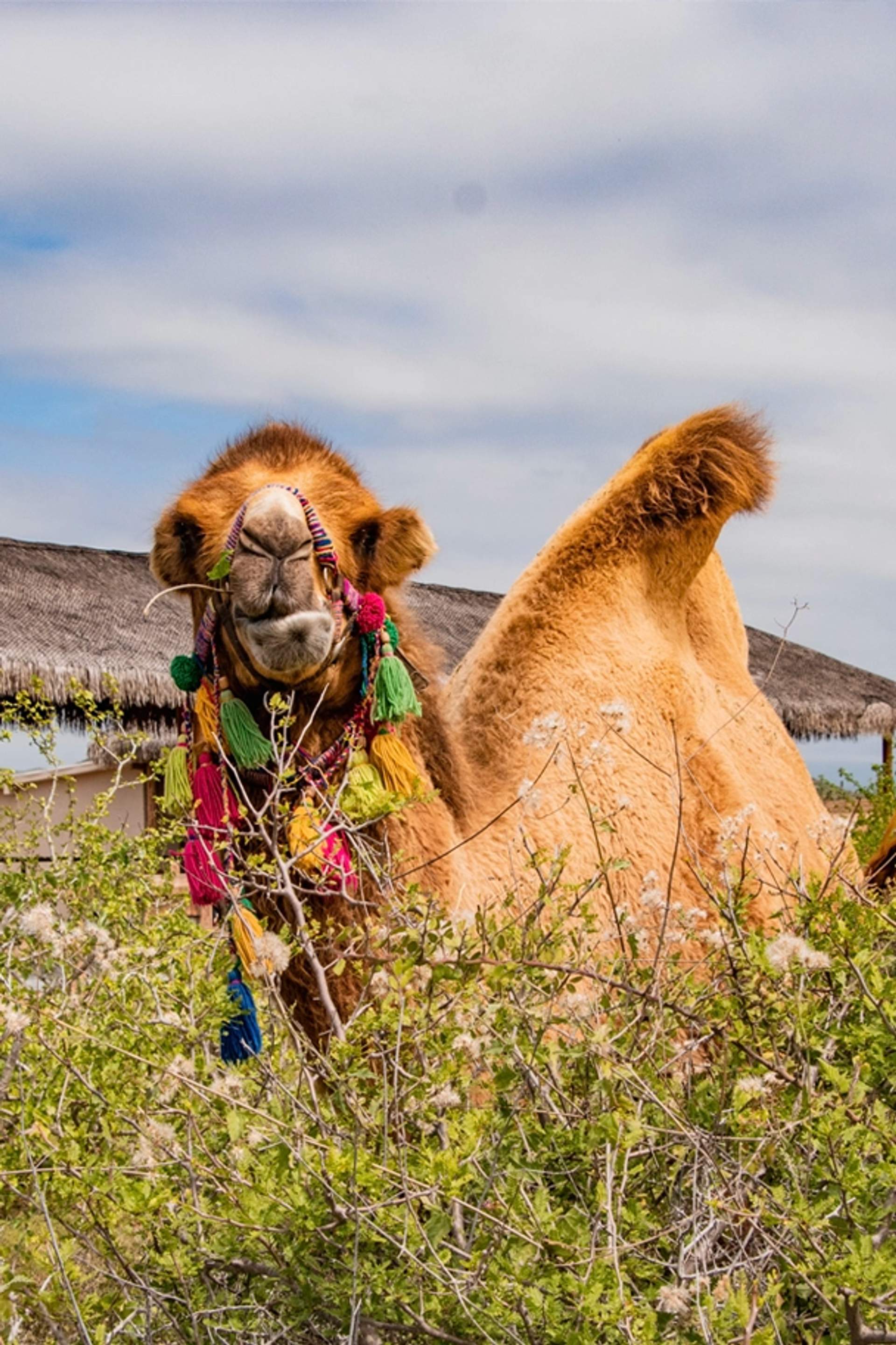 Amazing Animal Encounters in Cabo.