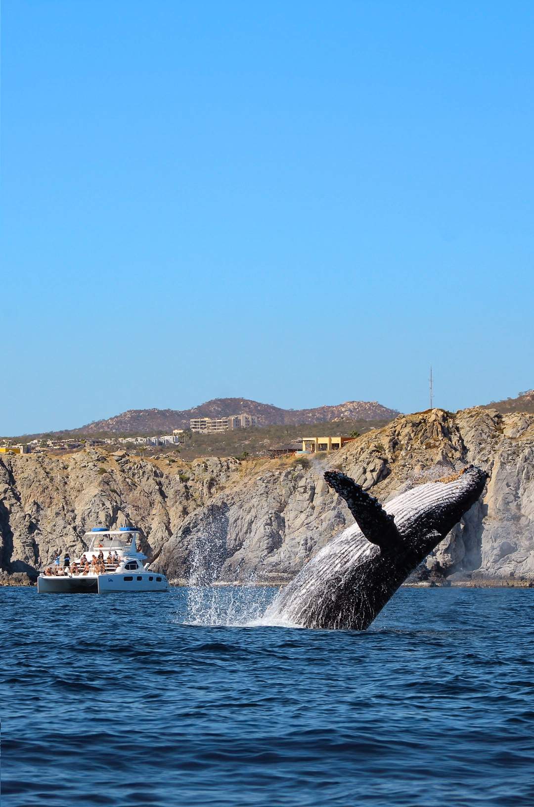 Humpback whale breaching near a boat with tourists, with rocky cliffs and blue sky in the background.