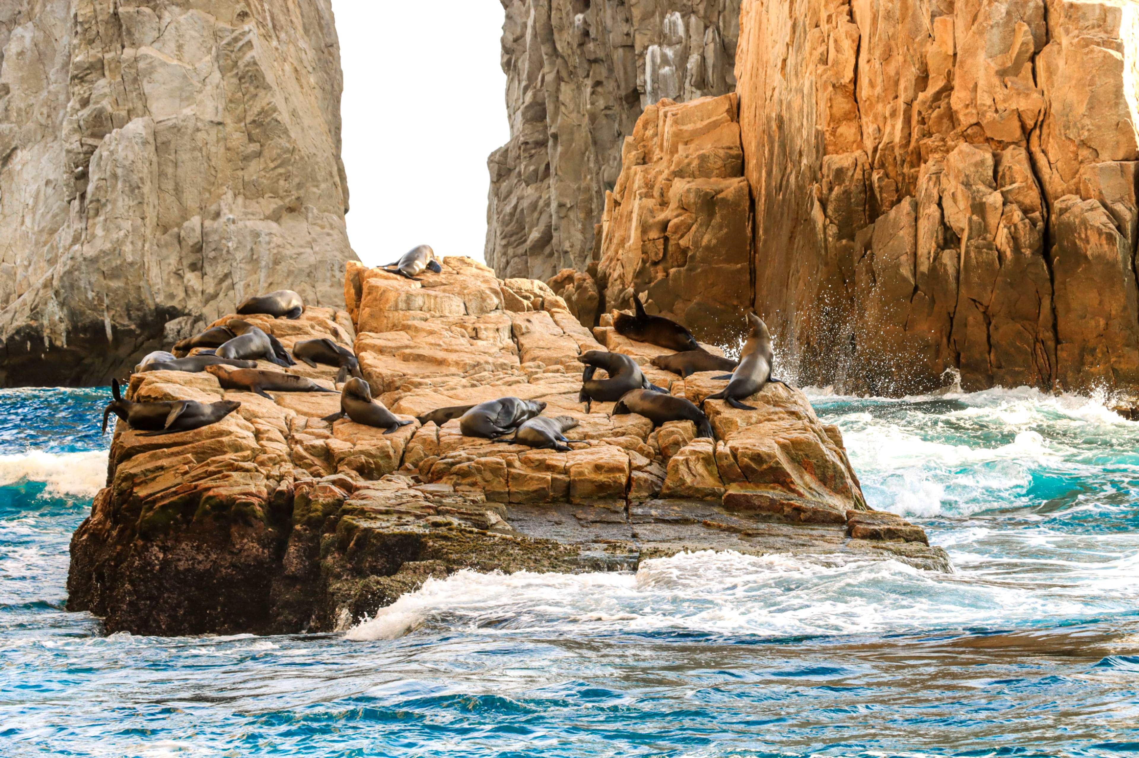 Family of of sea lions lying closed to the archo in cabo