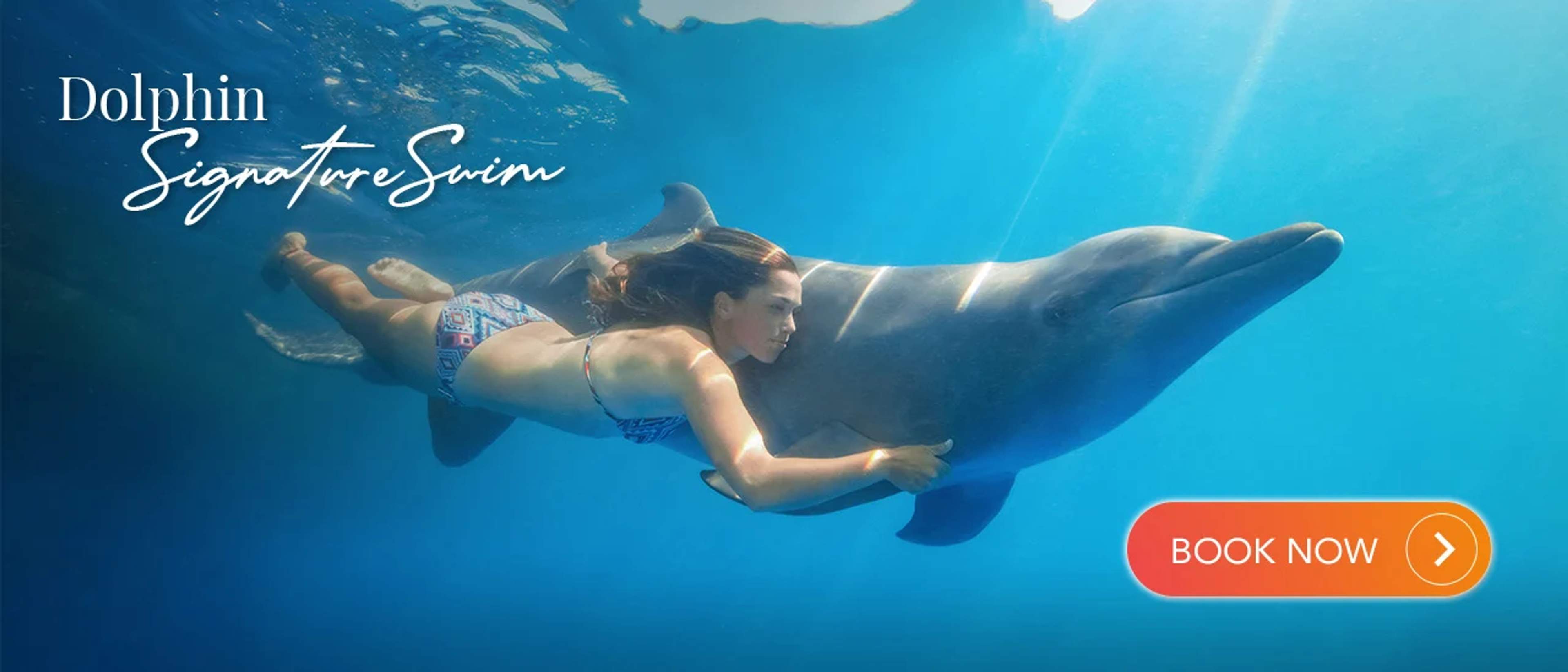 A woman in a patterned bikini swims underwater while holding onto a bottlenose dolphin, showcasing a promotional image for a "Dolphin Signature Swim" experience. The text "Dolphin Signature Swim" is displayed in elegant white script at the top left, with a "Book Now" button in orange at the bottom right. The serene blue water and sunlight streaming through enhance the inviting atmosphere of the ad.
