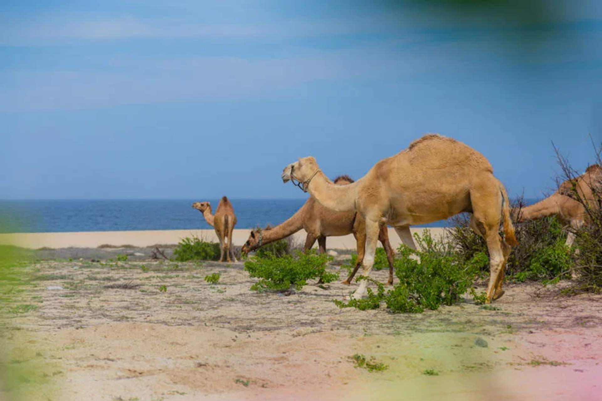 A group of camels is grazing near the shore, with the ocean and a clear blue sky in the background. The scene captures a tranquil moment as the camels feed on sparse vegetation in a sandy, coastal landscape.