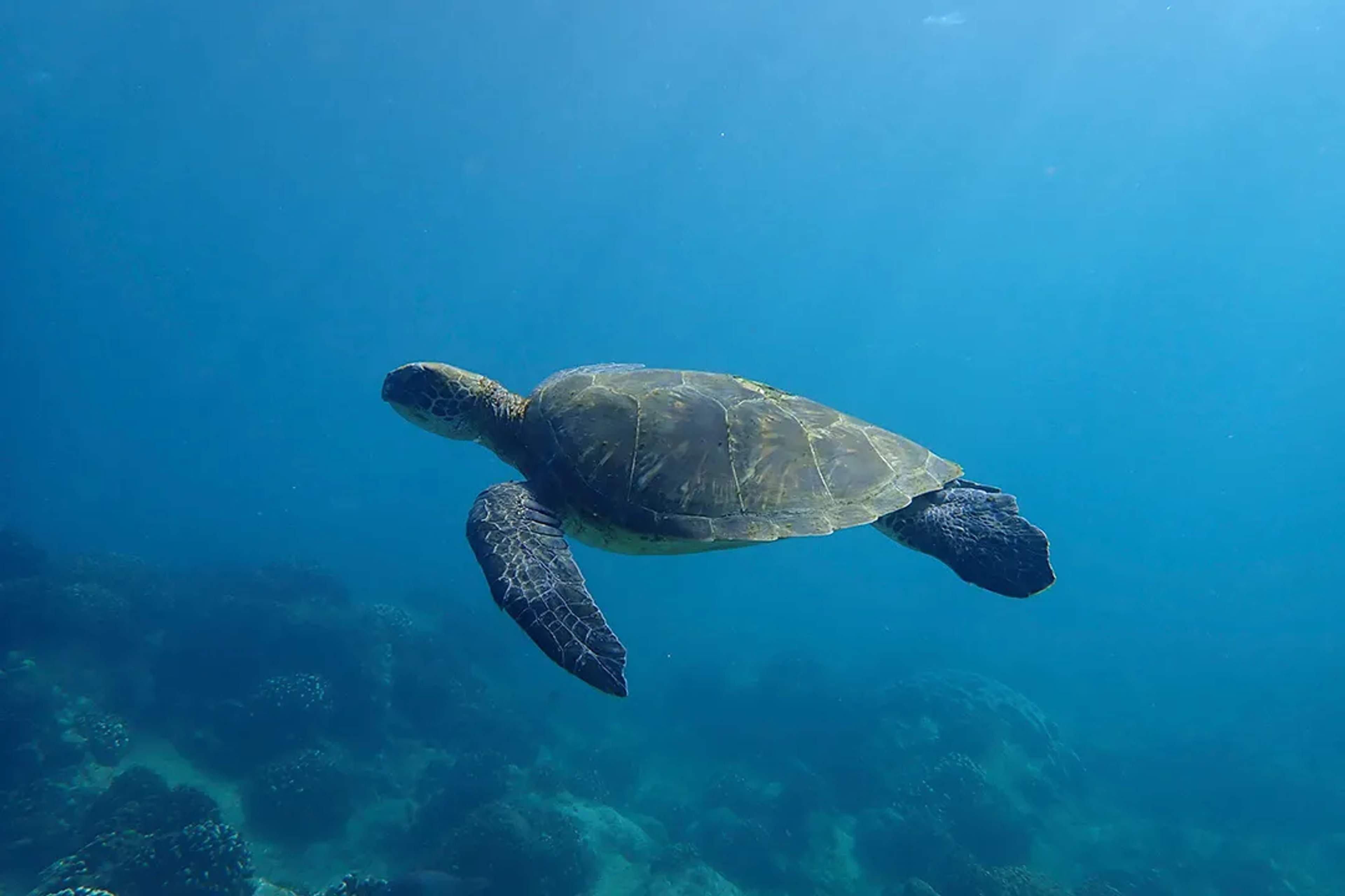 Sea turtle swims peacefully in blue waters, displaying its shell and flippers in the ocean.