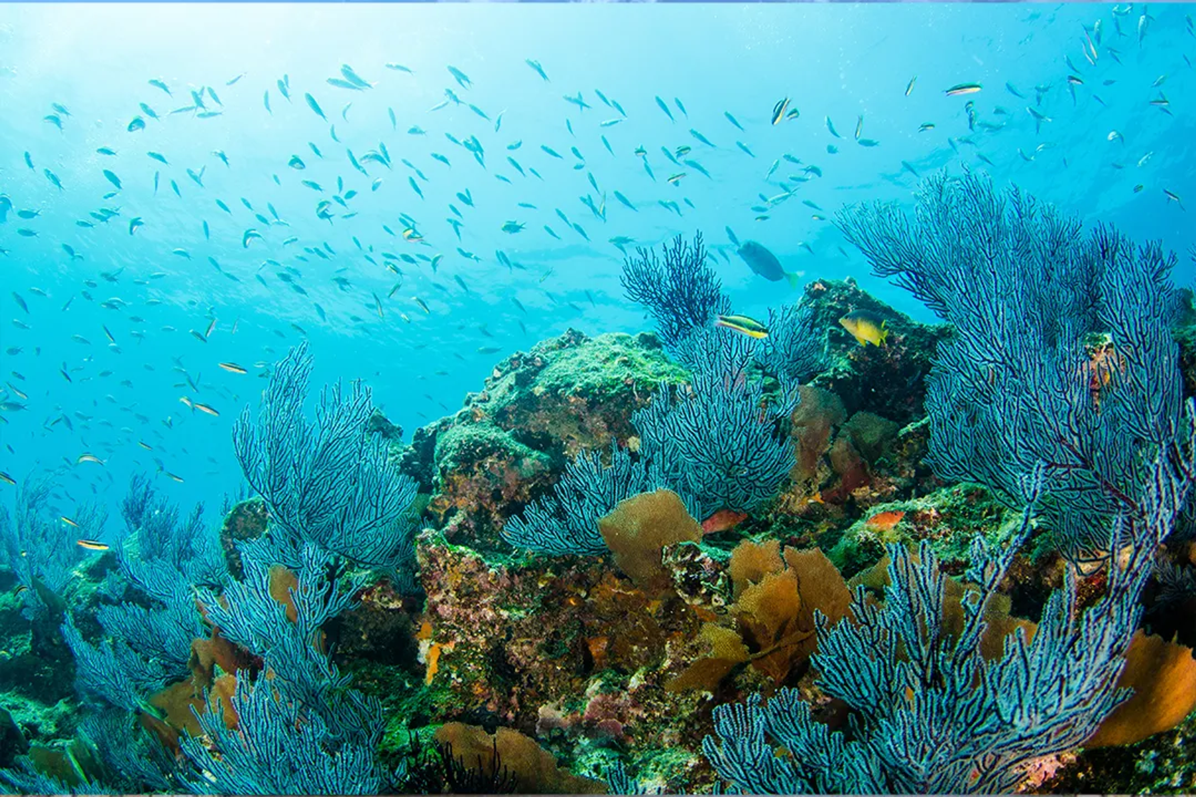 The Sea of Cortez: The Breathtaking "Aquarium of the World"