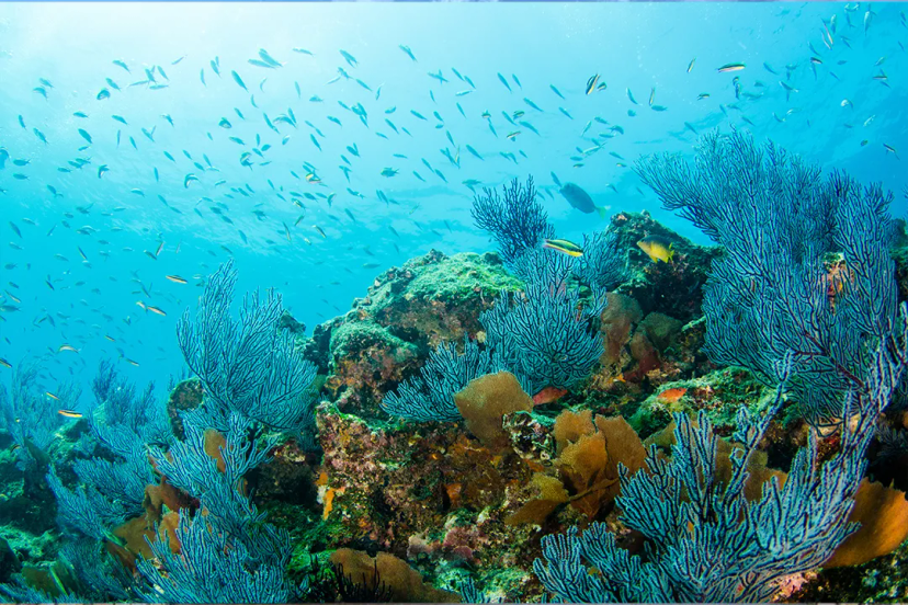The Sea of Cortez: The Breathtaking "Aquarium of the World"