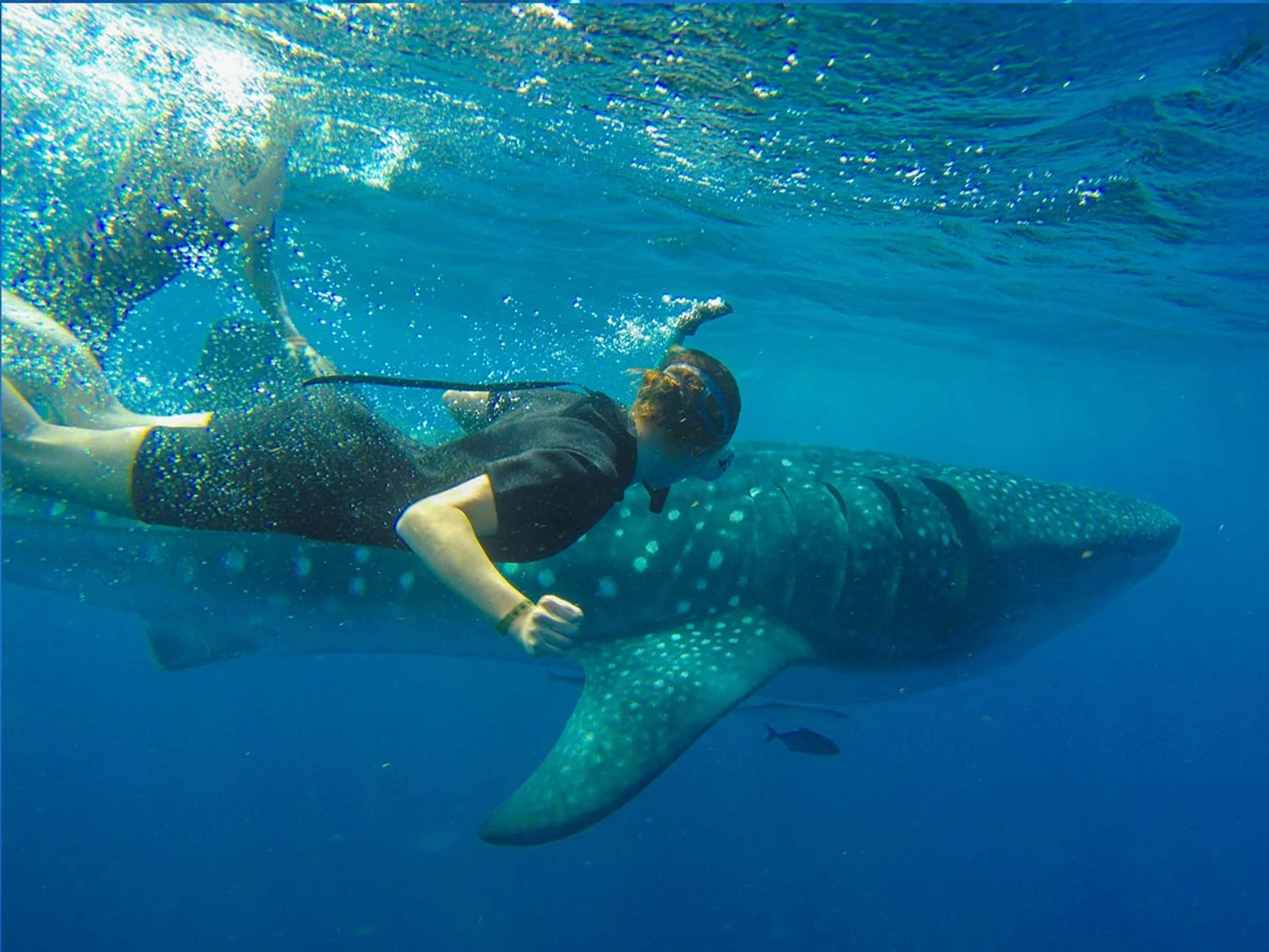 Person snorkeling alongside a whale shark in clear, deep waters. The whale shark, with its distinctive spotted skin, swims calmly while the snorkeler observes closely. Bubbles are visible on the water's surface.