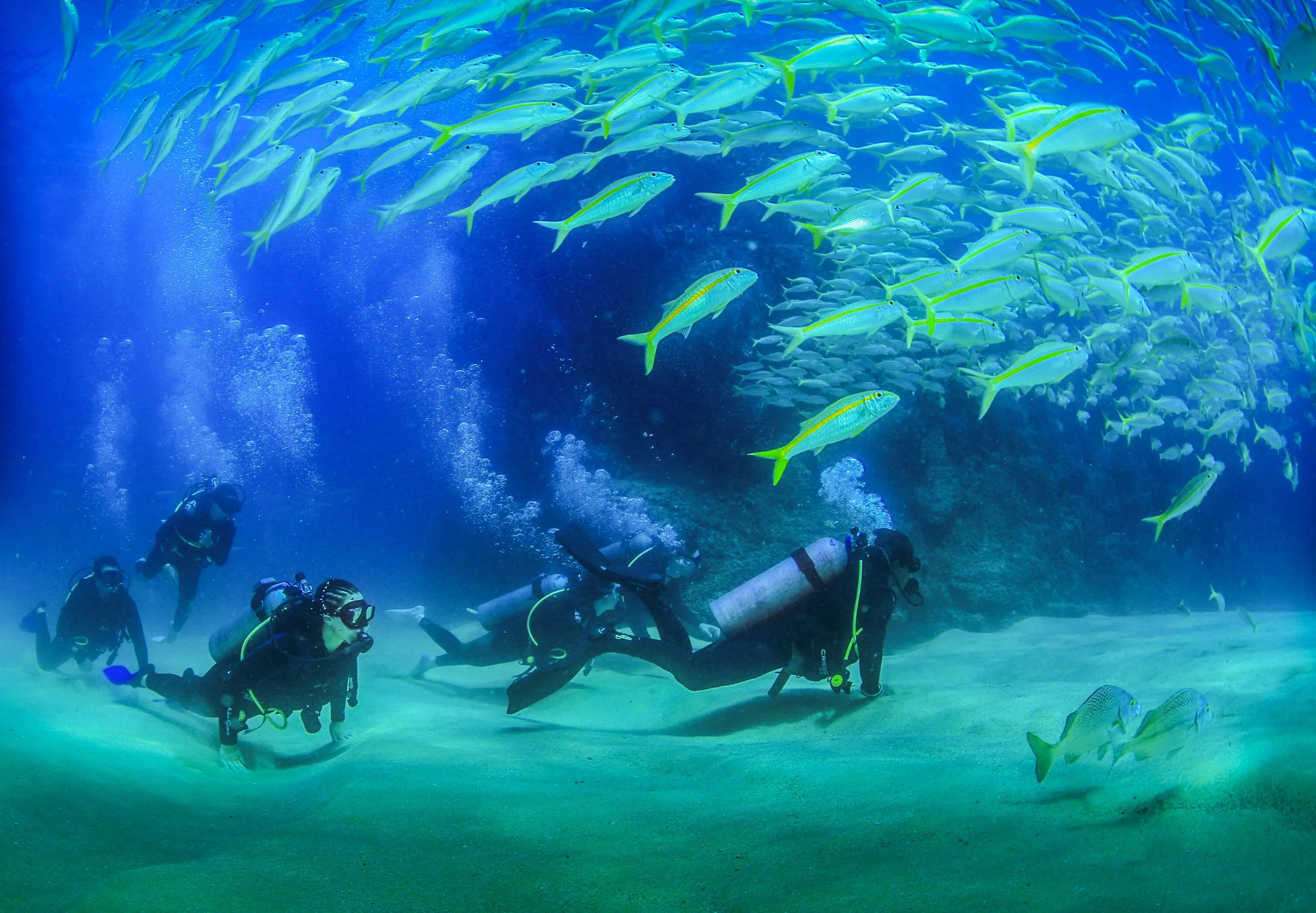 Scuba diving with a school of fish